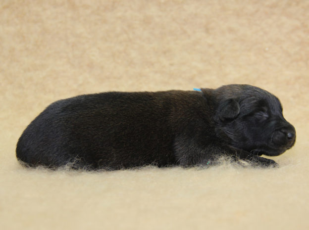 Chiots | Malinois | Berger Malinois | LOF | Elevage | Paradisdesedelweiss | Paradis des Edelweiss