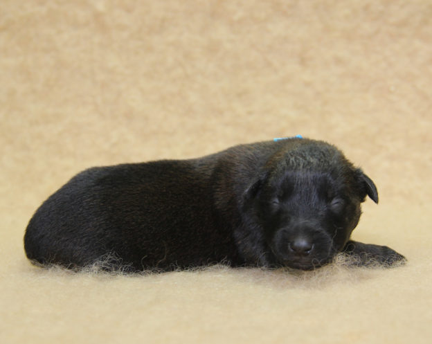 Chiots | Malinois | Berger Malinois | LOF | Elevage | Paradisdesedelweiss | Paradis des Edelweiss