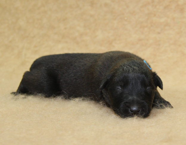 Chiots | Malinois | Berger Malinois | LOF | Elevage | Paradisdesedelweiss | Paradis des Edelweiss