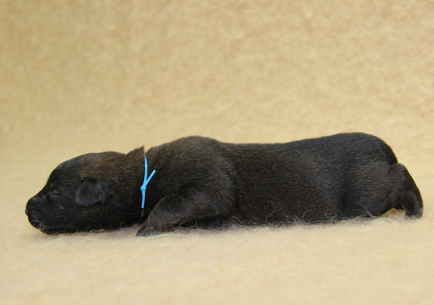 Chiots | Malinois | Berger Malinois | LOF | Elevage | Paradisdesedelweiss | Paradis des Edelweiss