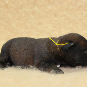 Chiots | Malinois | Berger Malinois | LOF | Elevage | Paradisdesedelweiss | Paradis des Edelweiss