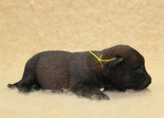 Chiots | Malinois | Berger Malinois | LOF | Elevage | Paradisdesedelweiss | Paradis des Edelweiss
