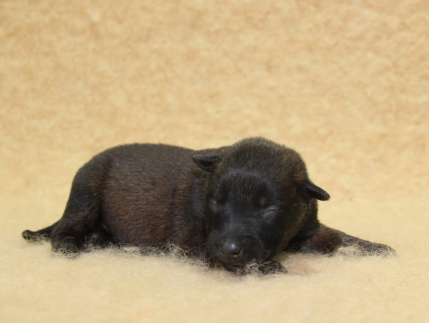 Chiots | Malinois | Berger Malinois | LOF | Elevage | Paradisdesedelweiss | Paradis des Edelweiss