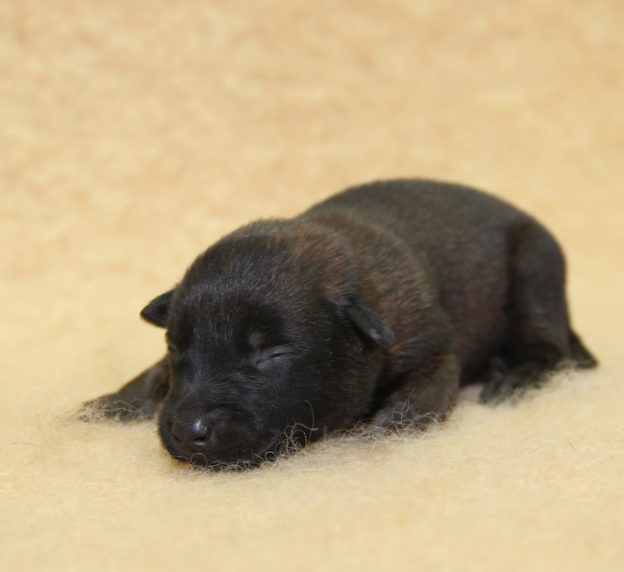 Chiots | Malinois | Berger Malinois | LOF | Elevage | Paradisdesedelweiss | Paradis des Edelweiss