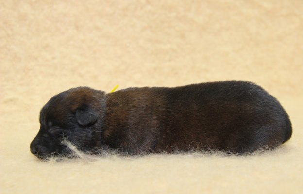 Chiots | Malinois | Berger Malinois | LOF | Elevage | Paradisdesedelweiss | Paradis des Edelweiss