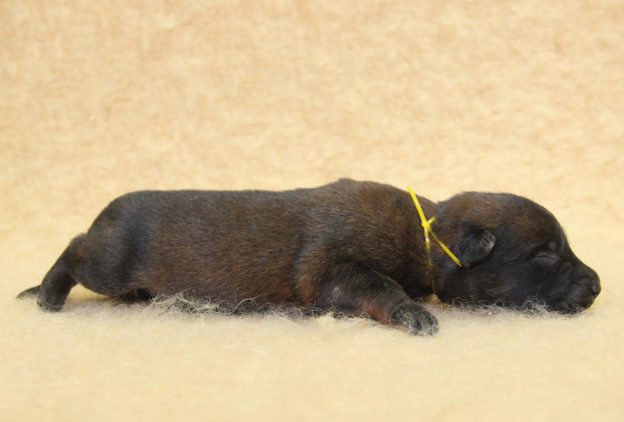 Chiots | Malinois | Berger Malinois | LOF | Elevage | Paradisdesedelweiss | Paradis des Edelweiss
