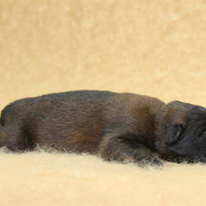 Chiots | Malinois | Berger Malinois | LOF | Elevage | Paradisdesedelweiss | Paradis des Edelweiss