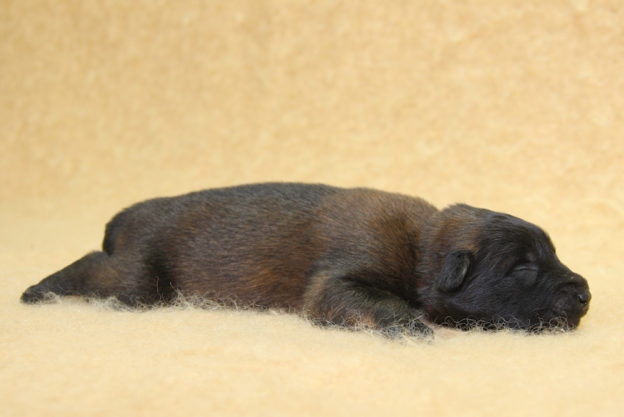 Chiots | Malinois | Berger Malinois | LOF | Elevage | Paradisdesedelweiss | Paradis des Edelweiss