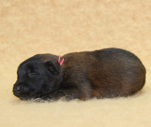 Chiots | Malinois | Berger Malinois | LOF | Elevage | Paradisdesedelweiss | Paradis des Edelweiss