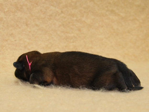 Chiots | Malinois | Berger Malinois | LOF | Elevage | Paradisdesedelweiss | Paradis des Edelweiss