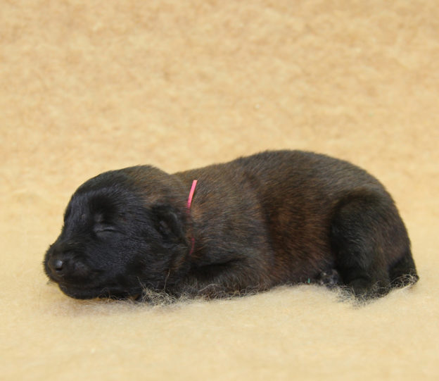 Chiots | Malinois | Berger Malinois | LOF | Elevage | Paradisdesedelweiss | Paradis des Edelweiss
