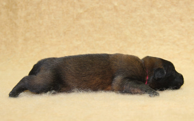 Chiots | Malinois | Berger Malinois | LOF | Elevage | Paradisdesedelweiss | Paradis des Edelweiss