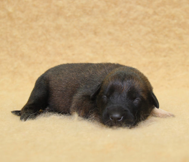 Chiots | Malinois | Berger Malinois | LOF | Elevage | Paradisdesedelweiss | Paradis des Edelweiss