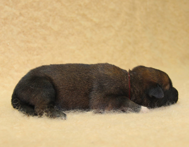Chiots | Malinois | Berger Malinois | LOF | Elevage | Paradisdesedelweiss | Paradis des Edelweiss