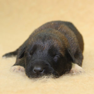 Chiots | Malinois | Berger Malinois | LOF | Elevage | Paradisdesedelweiss | Paradis des Edelweiss