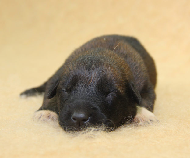Chiots | Malinois | Berger Malinois | LOF | Elevage | Paradisdesedelweiss | Paradis des Edelweiss