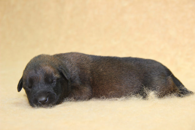 Chiots | Malinois | Berger Malinois | LOF | Elevage | Paradisdesedelweiss | Paradis des Edelweiss