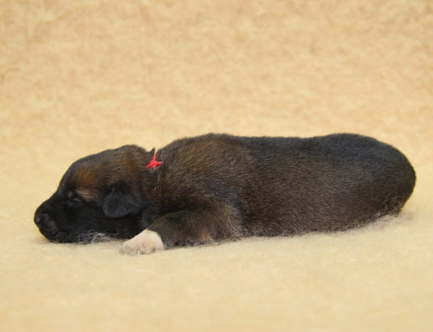 Chiots | Malinois | Berger Malinois | LOF | Elevage | Paradisdesedelweiss | Paradis des Edelweiss