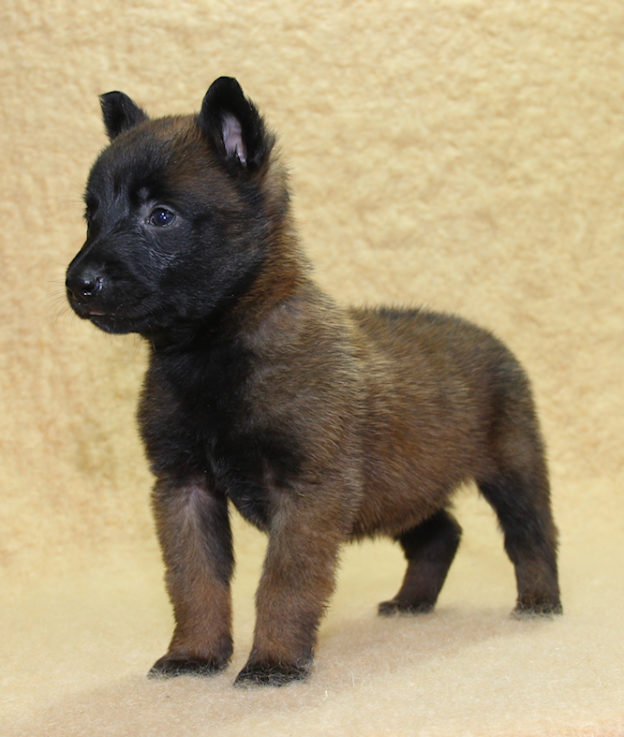 Chiots | Malinois | Berger Malinois | LOF | Elevage | Paradisdesedelweiss | Paradis des Edelweiss