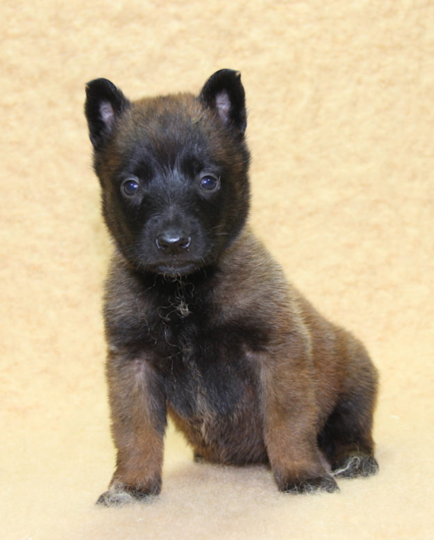 Chiots | Malinois | Berger Malinois | LOF | Elevage | Paradisdesedelweiss | Paradis des Edelweiss