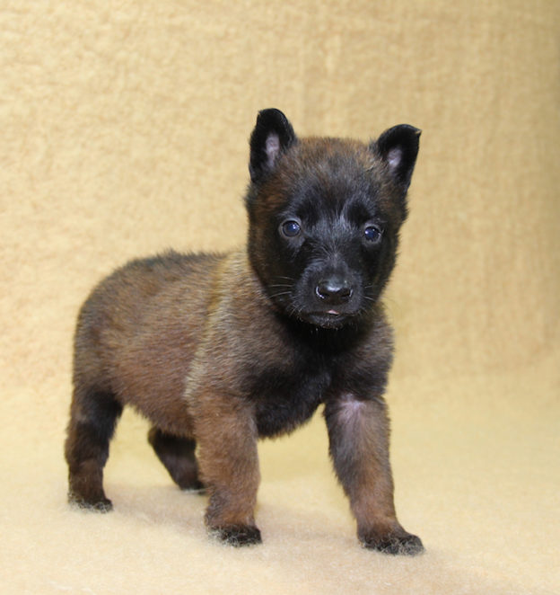 Chiots | Malinois | Berger Malinois | LOF | Elevage | Paradisdesedelweiss | Paradis des Edelweiss