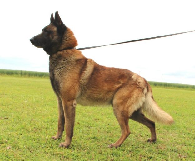 Malinois |LOF | Elevage canin | Berger Malinois | Chiot