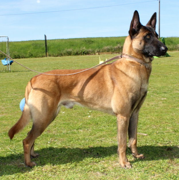 Malinois |LOF | Elevage canin | Berger Malinois | Chiot