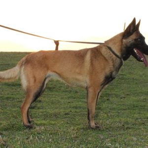 Malinois |LOF | Elevage canin | Berger Malinois | Chiot