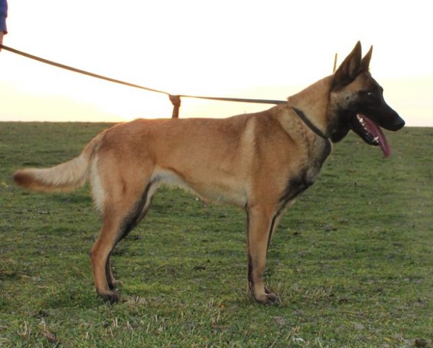 Malinois |LOF | Elevage canin | Berger Malinois | Chiot