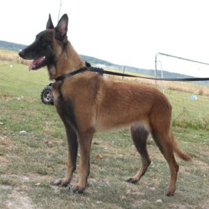 Malinois |LOF | Elevage canin | Berger Malinois | Chiot