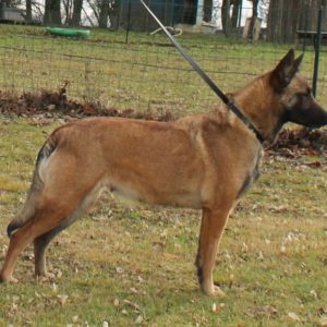 Malinois |LOF | Elevage canin | Berger Malinois | Chiot