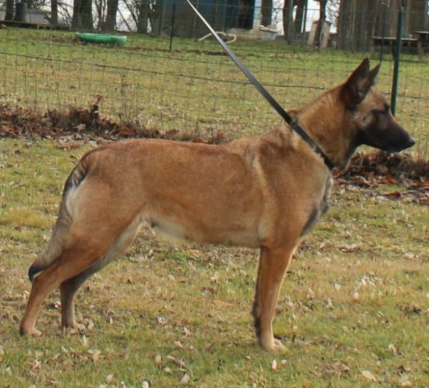 Malinois |LOF | Elevage canin | Berger Malinois | Chiot