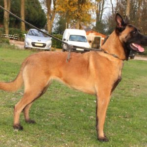 Malinois |LOF | Elevage canin | Berger Malinois | Chiot