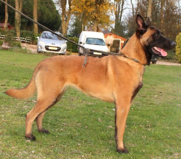 Malinois |LOF | Elevage canin | Berger Malinois | Chiot