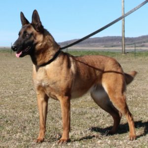 Malinois |LOF | Elevage canin | Berger Malinois | Chiot