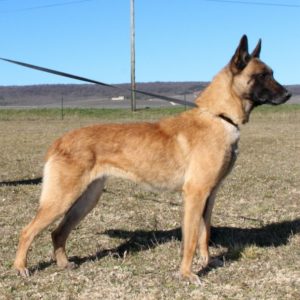 Malinois |LOF | Elevage canin | Berger Malinois | Chiot