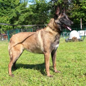 Malinois |LOF | Elevage canin | Berger Malinois | Chiot