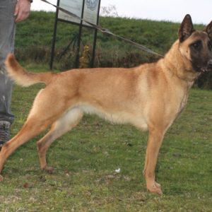 Malinois |LOF | Elevage canin | Berger Malinois | Chiot