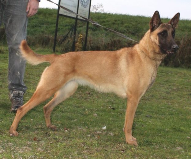 Malinois |LOF | Elevage canin | Berger Malinois | Chiot