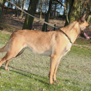 Malinois |LOF | Elevage canin | Berger Malinois | Chiot