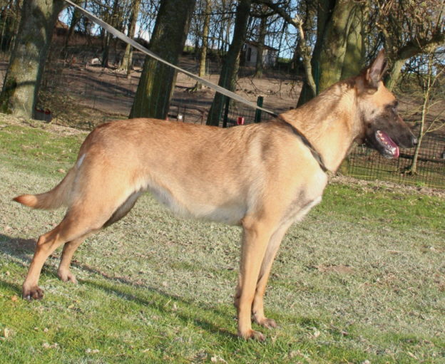 Malinois |LOF | Elevage canin | Berger Malinois | Chiot