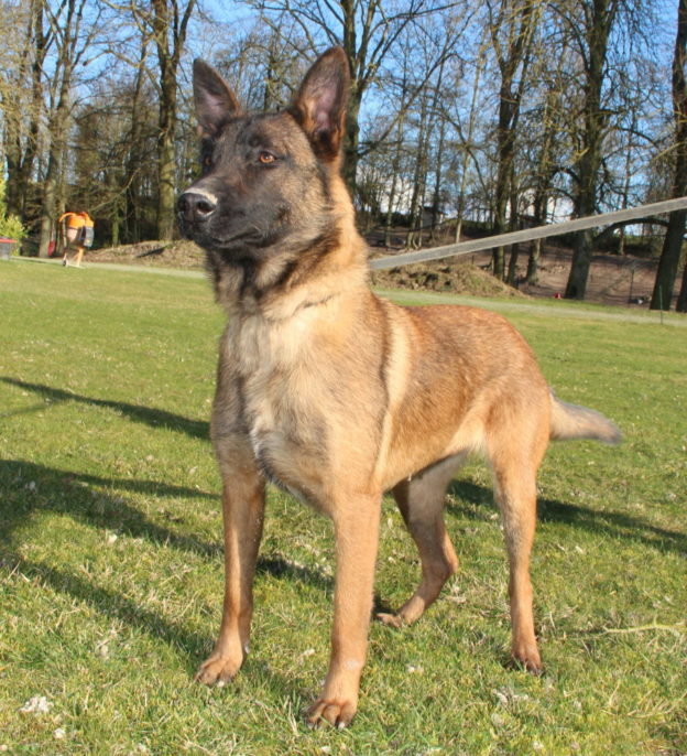 Malinois |LOF | Elevage canin | Berger Malinois | Chiot