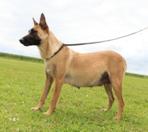 Malinois |LOF | Elevage canin | Berger Malinois | Chiot