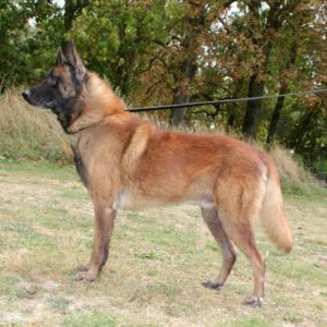 Malinois | LOF | Elevage canin | Berger Malinois | Paradis des edelweiss |