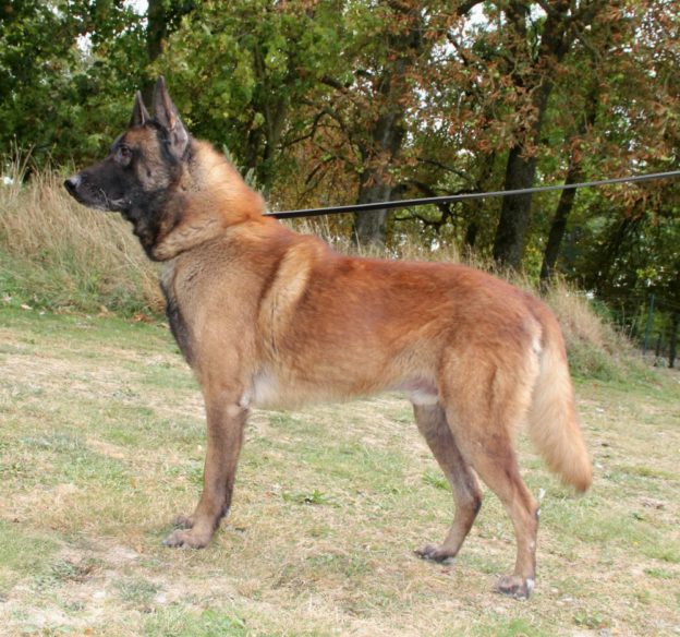 Malinois | LOF | Elevage canin | Berger Malinois | Paradis des edelweiss |