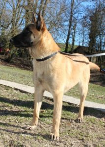 Malinois | LOF | Elevage canin | Berger Malinois | Chiot