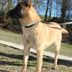 Malinois | LOF | Elevage canin | Berger Malinois | Chiot