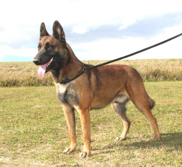 Reproducteur | Malinois | LOF | Elevage canin | Berger Malinois | Chiot