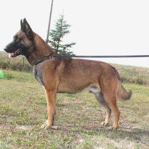 Reproducteur | Malinois | LOF | Elevage canin | Berger Malinois | Chiot