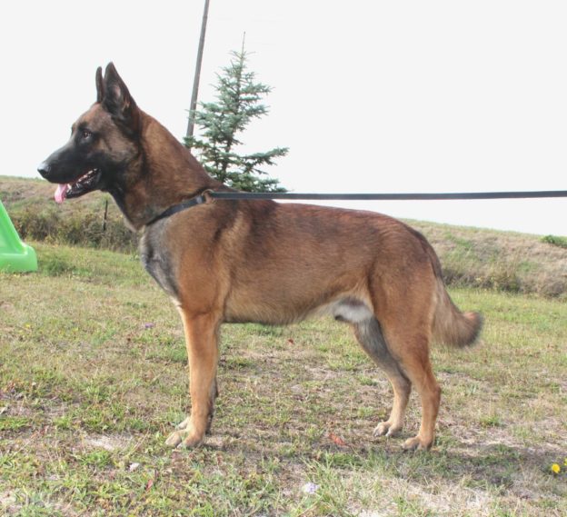 Reproducteur | Malinois | LOF | Elevage canin | Berger Malinois | Chiot